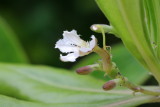 Beach Naupaka, Scaevola taccada (Goodeniaceae)