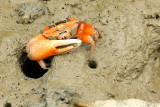 Fiddler Crab, Uca arcuata