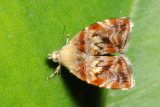 Metalmark Moth, Choreutis sexfasciella (Choreutidae)