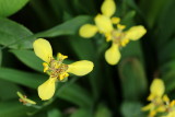 Yellow Walking Iris, Neomarica longifolia (Iridaceae)