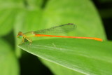 Orange-tailed Sprite, Ceriagrion auranticum ryukyuanum (Coenagrionidae)