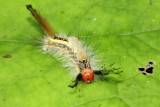 White-marked Tussock Moth, Hodges#8316 Orgyia leucostigma, family Lymantriidae