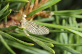 Stenonema femoratum