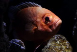 Short Bigeye (Pristigenys alta)