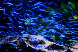 Cardinal Tetras (Paracheirodon axelrodi)