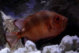 Short Bigeye (Pristigenys alta)