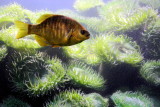 Black Surfperch (Embiotoca jacksoni)