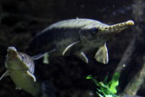 Gars (Lepisosteus spp.)