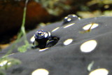 White-blotched River Stingray (Potamotrygon leopoldi)
