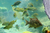 Smallmouth Grunts & Hogfish