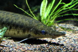 Spotted Gar (Lepisosteus oculatus)