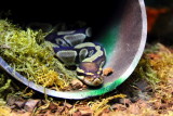 Royal Python (Python regius)