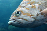 Canary Rockfish (Sebastes pinniger)