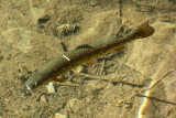 Rainbow Trout (Oncorhynchus mykiss)