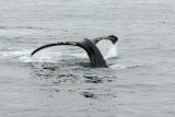 humpback fluke 3
