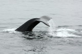 humpback fluke 1