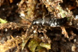 Atheta cf.
