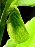 Acanalonia conica, family Acanaloniidae