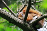 Red Squirrel (Tamiasciurus hudsonicus )