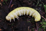 Elm Sawfly (Cimbex americana), family Cimbicidae