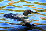 Common Loon (Gavia immer)