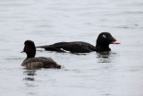 White-winged Scoter (Melanitta deglandi)