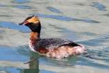 Horned Grebe (Podiceps auritus)