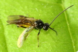 Halobracon cf. (Braconinae)