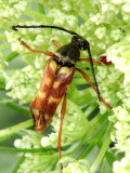 Typocerus velutinus (Lepturinae)