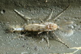 Chaoborus (Sayomyia) punctipennis