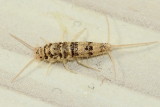 Firebrat (Thermobia domestica)