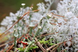 Ladder Lichen (Cladonia verticillata)