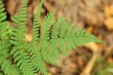 Intermediate Wood Fern (Dryopteris intermedia)