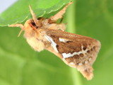 Common Swift Moth, Hodges#31.1 Korscheltellus lupulina 
