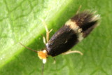 Family Nepticulidae - Pygmy Moths