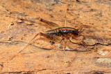 Ceuthophilus sp.