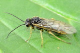 Sawfly