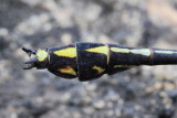 Black-shouldered Spinylegs (Dromogomphus spinosus)