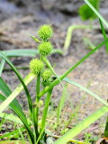 American Bur-reed (Sparganium americanum), family Typhaceae