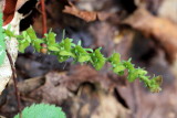 Heath Speedwell (Veronica officinalis)