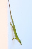 Allisons Anole (Anolis allisoni)