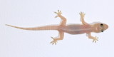 Tropical House Gecko (Hemidactylus mabouia)