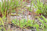 Seaside Plantain (Plantago juncoides)