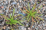 Seaside Plantain (Plantago juncoides)