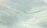 Hound Needlefish (Tylosurus crocodilus)