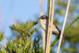 Ficedula hypoleuca / Bonte Vliegenvanger / European Pied Flycatcher