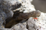 Tarentola mauritanica / Muurgekko  / Moorish Gecko