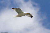 Larus michahellis / Geelpootmeeuw /  Yellow-Legged Gull