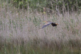 Ardea purpurea / Purperreiger / Purple Heron
