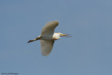 Ardeola ibis / Koereiger / Cattle egret 